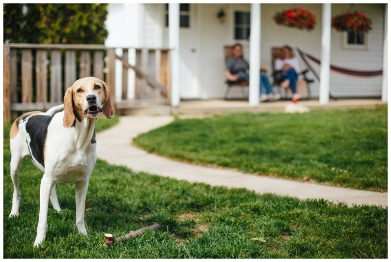 At Home Lifestyle Pictures with a Dog in Milwaukee WI